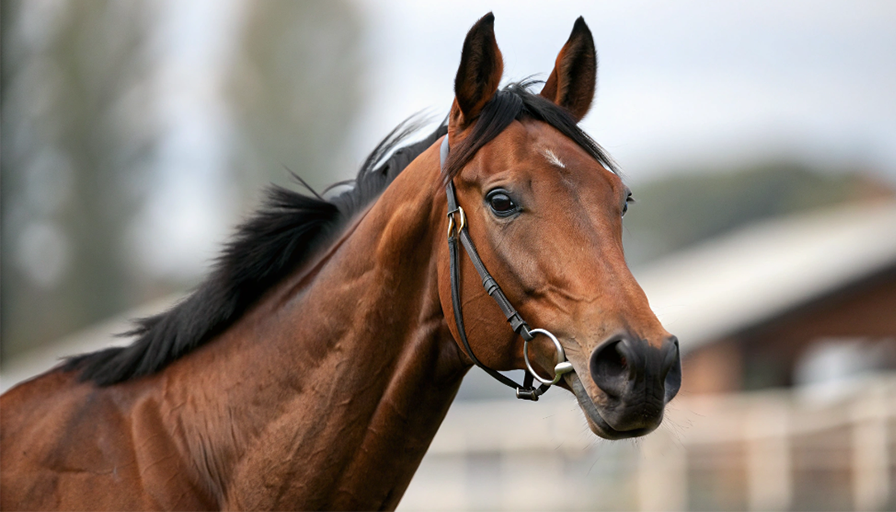 ディープインパクトのイラスト