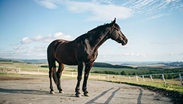 セン馬とは？これまでに活躍したセン馬も紹介