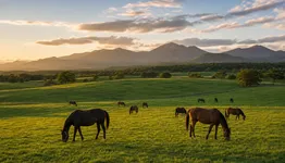 ノーザンファームと社台ファームの違い 吉田家三兄弟から見る日本競馬の生産地図