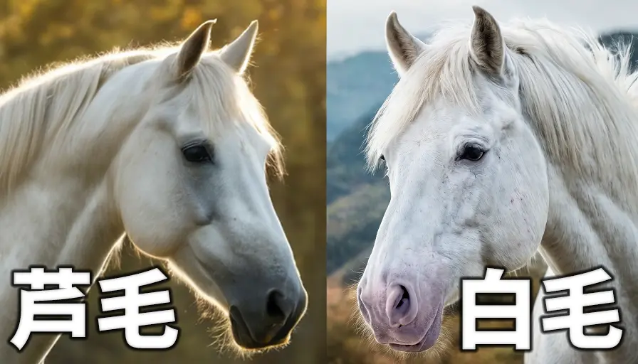 芦毛馬と白毛馬のイメージ画像
