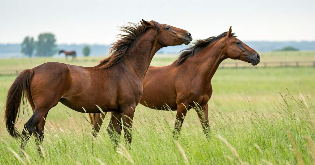 「兄より優れた弟など存在しない」はず？ 弟・妹がG1馬、自身はG2勝ちの名馬とは？