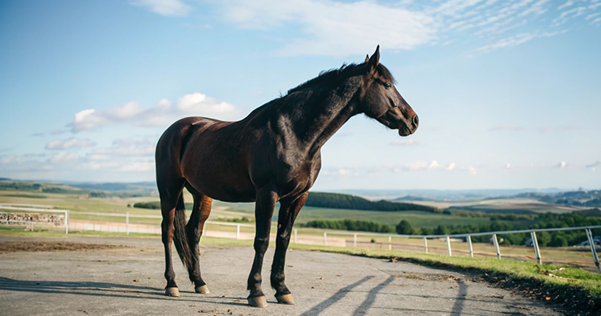 セン馬とは？これまでに活躍したセン馬も紹介